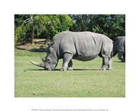 Framed Rhino Grazing