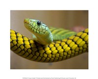 Framed Green Snake