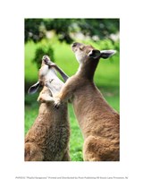 Framed Playful Kangaroos