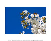 Framed Japanese Cherry Blossom
