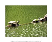 Framed Turtles Swimming
