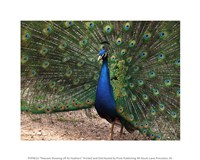 Framed Peacock Showing off Its Feathers