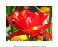 Framed Red Tulip