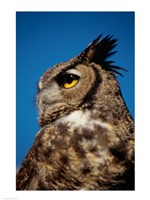 Framed Horned Owl Profile