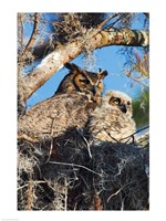 Framed Great Horned Owls