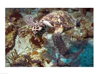 Framed Hawksbill Turtle