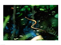 Framed Snake in the water