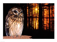 Framed Barred Owl perching on a log