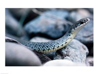 Framed Common Garter Snake