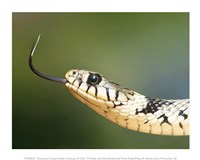 Framed European Grass Snake Closeup of Face
