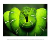 Framed Green Emerald Tree Python Snake
