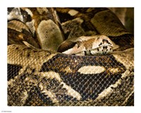 Framed Boa Constrictor