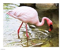 Framed Flamingo in River
