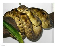 Framed High-Yellow Scrub Python Morelia Amethistina