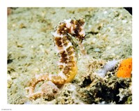 Framed Hippocampus Histrix (Thorny seahorse)