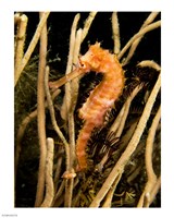 Framed Hippocampus Hystrix (Spiny Seahorse)