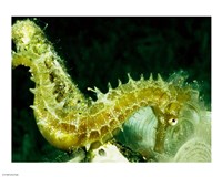 Framed Green Seahorse