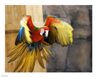 Framed Hybrid Macaw Flying Flamingo Land