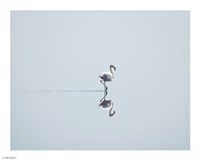Framed Flamingo Solo