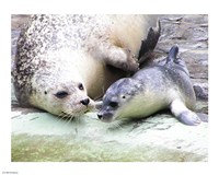 Framed Seals at Antwerp Zoo