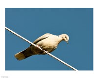 Framed Early Evening Eurasian Collared Dove