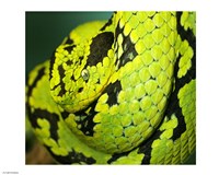 Framed Yellow Blotched Palm Viper