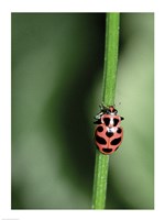 Framed Ladybug