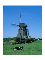 Framed Windmill and Cows, Wilsveen, Netherlands