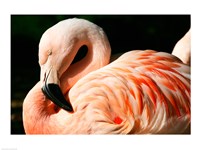 Framed Close-up of a Sleeping Flamingo