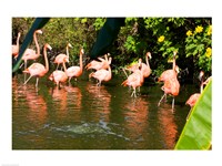 Framed American Flamingoes Wading in Water
