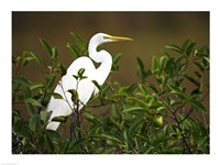 Framed Close-up of a Great Egret Perching on a Branch