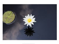 Framed Lotus Yin-Yang