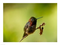 Framed Close-up of a Hummingbird perching on a branch