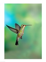 Framed Close-up of a Broad-Billed hummingbird, Arizona, USA