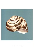 Framed Shell on Aqua I