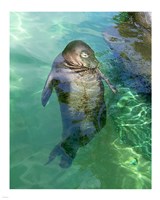 Framed Hawaiian Monk Seal