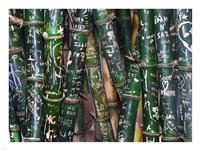 Framed Bamboo Graffiti