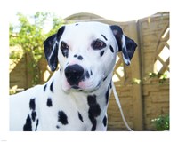 Framed Dalmatian Portrait