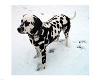 Framed Dalmatian in Snow
