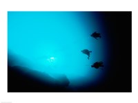 Framed Three scuba divers swimming underwater, Blue Hole, Belize