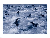 Framed US Navy Swimming Race