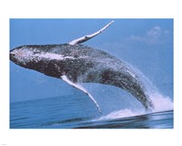 Framed Humpback whale breaching