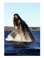 Framed Southern right whale