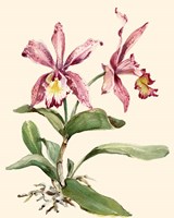 Framed 'Pink Cattleya Orchid' border=