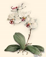Framed 'Phalaenopsis Red Throat Orchid' border=