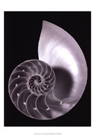 Framed Shell II