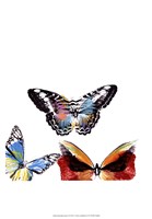 Framed Butterflies Dance II