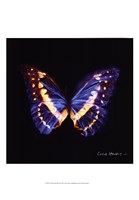 Framed Techno Butterfly II