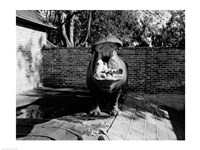 Framed USA, Louisiana, New Orleans, Hippopotamus in zoo yawning