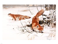 Framed Common Foxes in the Snow